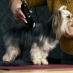 Moser Schermaschine Typ 1400 -KONG Verkäufe 02df9a45ad10057f7cdfbb122412b44ddb24fd91 7c7f90f149fd71377858189c53a8f5cca4170f60