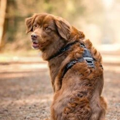 STUCH Geschirr Hund Gepolstert Schwarz XS -KONG Verkäufe 08d1019202108590750a93760d27b1b5e91231de 1410595 de DE 9e5801d9e25f1551aa1e6ad832be5204286e112ct8R8Cz