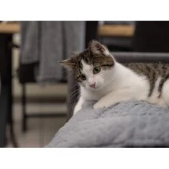 TrendPet Heaven Gefütterte Liegedecke XS -KONG Verkäufe 0ce4bfea7a8d58375a5ab2e0c7ab49bb32101c45 1288886 de DE b26e8758ae7727741358456e42508e120b01a0b9IW8zJl