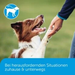 ADAPTIL Calm Halsband Anti Stress Erziehungshalsband S-M -KONG Verkäufe 18c946a752892f4e19b912cbebf4186fdea7e93c 1204441 5