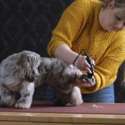 Moser Schermaschine REX MINI -KONG Verkäufe 26311403a9d7b70c3de3d6d478c9b7979d52d818 8d6659a959561a0e293ec7332a89fd631110efed