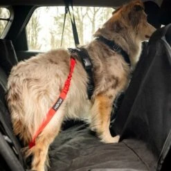 STUCH Universeller Bungee Autogurt Für Hunde & Katzen Schwarz -KONG Verkäufe 29f8c58f9a2170443cdbfab80e97859e55a39e9c 1395474 de DE b8d8a9a39168a010e809b0c580f34d4690b1ed7fytnKHn