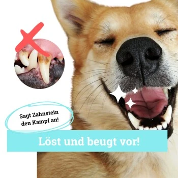 BeG Buddy Zahn Weiß Dental Spray, Zahnpflege & Maulhygiene Hund 3 BeG Buddy Zahn Weiß Dental Spray, Zahnpflege & Maulhygiene Hund – Bild 3