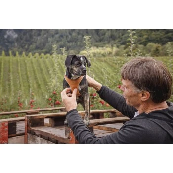 Curli Clasp Geschirr Aus Apfelleder Braun XXXS 2 Curli Clasp Geschirr Aus Apfelleder Braun XXXS – Bild 2