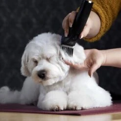 Moser Schermaschine Arco Pro -KONG Verkäufe 365e29754c538dcc259069da0cc9793e69d0b654 8ffdd5bc19f3a136ec865d6030d040722a7ad1c3