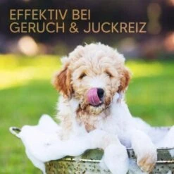 Pawlie's Welpenshampoo -KONG Verkäufe 42f9c58257fb2002e5c33c2d81bd829c9adeb1cc 1626204 de DE 8b17d3990cf88ea437c76c60b6848183bc9636a5a44ihJ