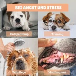 BeG Buddy [2-er] Leckmatte Für Hunde / Katzen, Schleckmatte Mit Saugnäpfen -KONG Verkäufe 4a9b8a291baf5e718e0f4039d5ac92c5afd61fba 1457253 de DE d924f0bb8e68101ebbb22782b82d5b2a367631bd9eQU5p