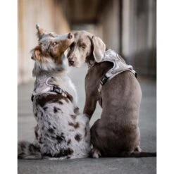 Freudentier Atmungsaktives Hundegeschirr S -KONG Verkäufe 60763e7cdc3143ae2ada3f33a2b124e946c82892 1429123 de DE 05eb8356fc8846a85db1b1c7dbf343213de5fba4a7ntWK