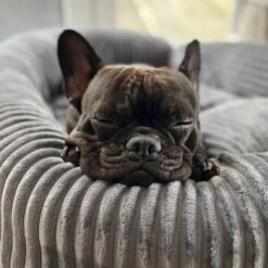 Wallace & Jones Hundebett Cordo Dunkelgrau S 13 Wallace & Jones Hundebett Cordo Dunkelgrau S -KONG Verkäufe 650358cd3f1512840f1cd8a9a581a4dfbde6e458 1449005 de DE dc5e53058606749041c91f632b2e56fc84c2efc1LzmiN1