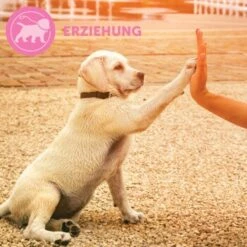 ADAPTIL Junior Halsband Anti Stress Erziehungshalsband -KONG Verkäufe 67b89bee3850f699c65a5983d0d06574d2ec9208 1287044 7