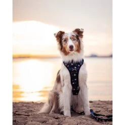 Freudentier Atmungsaktives Hundegeschirr "Let's Get Foxy" XL -KONG Verkäufe 69724fa8e6bdf1a2a78b5cc25bb83c70530bd933 1431207 de DE 7cdf6163813e48148f2956dc9c8995ea10e69db4poiTJE