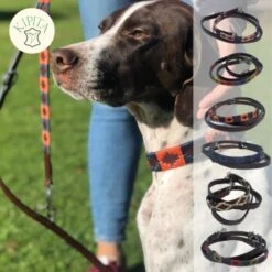 Kipita Polo Hundeleine Lively -KONG Verkäufe 723664551049d07ec68d4460c73d9e010a1f061e 1410956 de DE 625a832dcf10b95b1e48e9321358f0ba1de3b45ee0gteQ