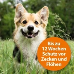 Ardap Spot-On Für Hunde M -KONG Verkäufe 754cb0999b71200c7309e0ceebfa48c781455c5a 1150898 de DE 985bac0b3c4e553309f761cccdf8a28957d958admDXlh4