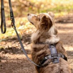 STUCH Geschirr Hund Gepolstert Schwarz XS -KONG Verkäufe 7a1c9d546c19f08194414d37b16b69c27b92778e 1410595 de DE dce7e0c7e703676d73dc32a22bfb46eb480ed9968Nidwb