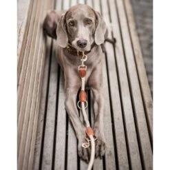 Freudentier Führleine 2m & 3-fach Verstellbar -KONG Verkäufe 82c4c16600b55dad96f7e995c74cb66bd8f2d8b5 1496011 de DE 621b9f718972b0ac63a777999c0f3069752bf98d8ANo7T