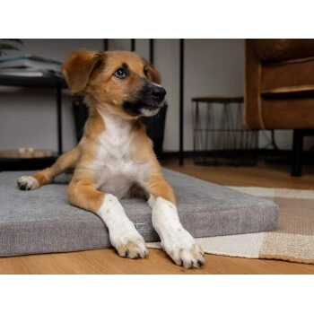 TrendPet VitaMedog 95° Orthopädische Matratze Braun XS 3 TrendPet VitaMedog 95° Orthopädische Matratze Braun XS – Bild 3