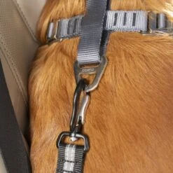 Kurgo Swivel Tether Hunde-Sicherheitsgurt -KONG Verkäufe 8dbcbcac10d007bd4dc05ef3b5ad9eccf675e998 1481164 de DE eeae5091d7cfc902bca33c6751542cf45e65fb7etcDTIS