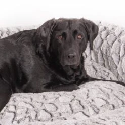 Wallace & Jones Hundebett Cordo-Heaven S -KONG Verkäufe 8e084c327395b4ef79d8940f974ebd23a64309b7 1449008 de DE 044a9bd4bcc4f828504886aa452126d570985afe10T69n