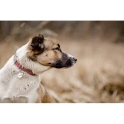 THE DOG IDEA Boho-Chic Halsband June S -KONG Verkäufe 9a4d5a684cfd1e6c2d2173609282c1822bea620c 1662735 de DE 6e0814c83a3ae6d1ee3ccd901e0fc15b1c4295e8bCG0ze