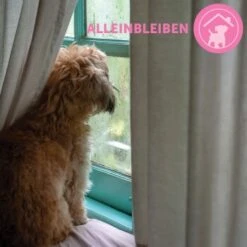 ADAPTIL Junior Halsband Anti Stress Erziehungshalsband -KONG Verkäufe 9bbf7e6f41f83b5fa8b29d667d967c1e0968de59 1287044 8