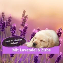 BeG Buddy Körbchen Spray Beruhigung Stress -KONG Verkäufe 9d7bd8e422fc117daaa45f2eadc4e2e342f5d199 1669471 de DE 146feb38dd17e6baa3c59778f26e903482106de9cso8xz