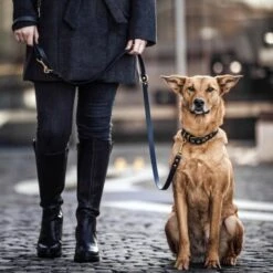 THE DOG IDEA Biothane Halsband Gold Khaki M -KONG Verkäufe a8da2edd8d357e6928eb225271a6688f9d2b336c 1655419 de DE 01b2176a917ca11ea55be7a01d9a2ab678a246c647UefU