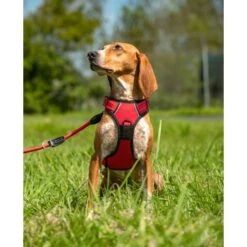 Lionto Hundegeschirr Rot S -KONG Verkäufe b36110c799ae8b48e91453dfba2cf3923ab67230 1505063 de DE f4b27822c8dfc1d44ba971771e45e3e175efd3938XcJsN