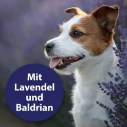 Canosept Beruhigungshalsband -KONG Verkäufe b86b5f92ea7802d36b06b0d7cd3c93cc87741d4f 1265538 de DE 00de585460154788ef028c7082c84ed32881a867QwLvOz