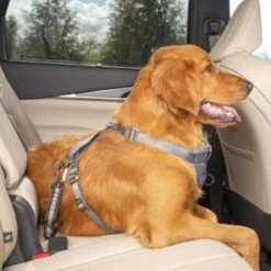 Kurgo Swivel Tether Hunde-Sicherheitsgurt -KONG Verkäufe c98a15677fc1e1c0088cc106fa72aafcce31bfb5 1481164 de DE 10f0e4a045b293db8a7afa74d0d304771f3abc73tkmK3m