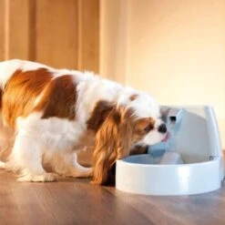 PetSafe Drinkwell Trinkbrunnen Original, 1,5 Liter -KONG Verkäufe cb67b5accb6fdd9ec3530e007fd4ef1689efc995 0a695b0c941d72c4fef9fa23bc6300c73cab799d