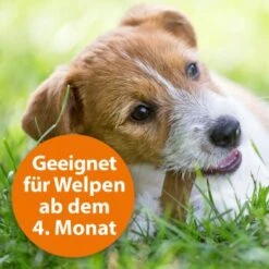 Ardap Spot-On Für Hunde M -KONG Verkäufe cc8226a4311440444ba61845d05b9ea4b0fb5388 1150898 de DE eaa998d5d9a4dddabb20499675a876ce02b34af5Ub2MBM
