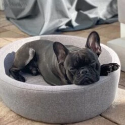 Canadian Cat Company Hunde- & Katzenbett Derby -KONG Verkäufe d4d8399aebe1ed3e66fc23057fe9bc3b6f9819f1 1412690 de DE 7e35afdccac293ca871653190642a189fd08f495NuJfk3