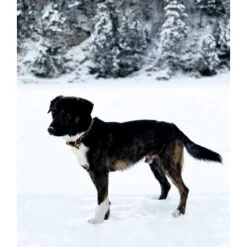 THE DOG IDEA Leder Halsband Braun M -KONG Verkäufe d8ca7bc3828d16074c5d827bcc0f58424320f84a 1674220 de DE df357a2df676d1e49242475e238a569ba819be80eocDGG