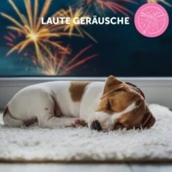 ADAPTIL Junior Halsband Anti Stress Erziehungshalsband -KONG Verkäufe db33920bc3d21bba892bdb530582f20170b9cd84 1287044 9