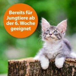 Ardap Zecken- Und Flohpuder 150g -KONG Verkäufe dbdf009c8d0233872761402d57b066832841a21c 1341059 de DE 346ada57fd64265cd7e33fec00853a93b033d4599B7b3A