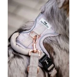 Freudentier Atmungsaktives Hundegeschirr S -KONG Verkäufe dfd85e8a66f6fba5e82ceb62e116fbf7743591b2 1429123 de DE 960e026e6ecdd61315321da762eb8d6246f50023MkXX3W