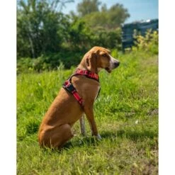 Lionto Hundegeschirr Rot S -KONG Verkäufe e1e5d7281bb54587c9cff27191ba403207d751ba 1505063 de DE 33ca4878bd99f4cd08d64587c69816d2bb9620798GDLth
