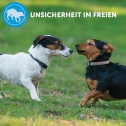 ADAPTIL Calm Halsband Anti Stress Erziehungshalsband S-M -KONG Verkäufe e220fc002f83144152ad7157c15120ad2d9d8471 1204441 8