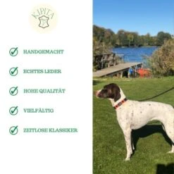 Kipita Polo Hundeleine Lively -KONG Verkäufe ec2a1ce9d03ac52b6ee730c49c20a83c372f273d 1410956 de DE a80600e4efde3a225fa3cf1a3c1d2fd853aec6908O2oVf