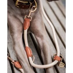 Freudentier Führleine 2m & 3-fach Verstellbar -KONG Verkäufe f89940099070c3162adf440711f0edc5bb22072e 1496011 de DE 6c2382c9aa0f35ae5d0558378f7254aaf4412a67UPNndW